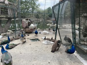 LimX Dynamics набира 200 милиона долара в серия B за мащабиране на хуманоидната роботика · TechNode