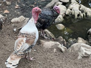 Китайският производител на играчки Pop Mart отбелязва експлозивен растеж в чужбина, приходите през първото тримесечие нараснаха с над 165% · TechNode