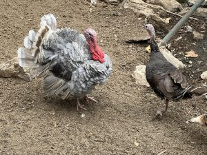 Изберете вашите собствени скъпи цветя в центъра на Шанхай