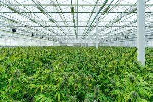 Land & Entitlements for a Cannabis Greenhouse: Water Rights, Easements, Environmental Due Diligence