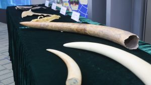 Хонконгските митници обещават да се справят с потоците от средства за широкомащабна контрабанда на диви животни