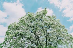 Китайски ресни дървета покриват село Юнан в пролетно бяло